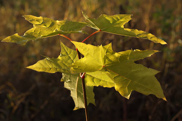 Herbstblätter – Foto