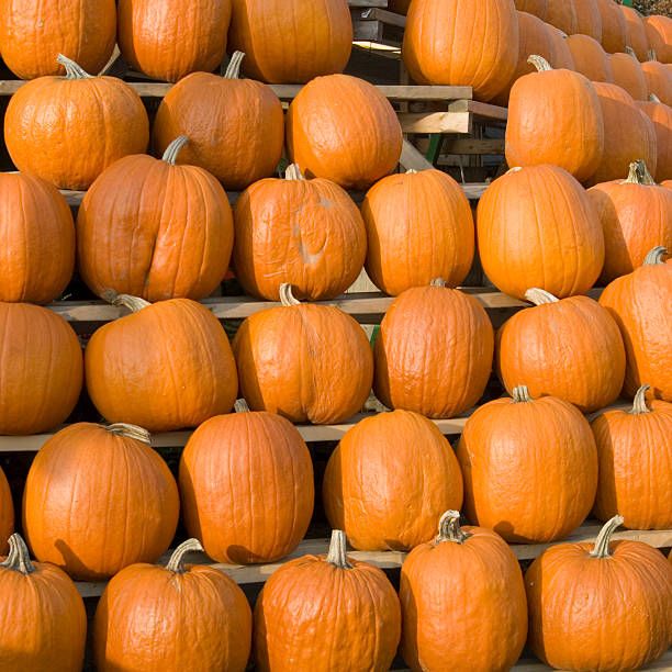 istock Pumpkins for Sale 148229991