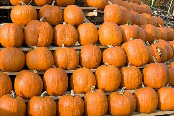 istock Pumpkins for Sale 148230005