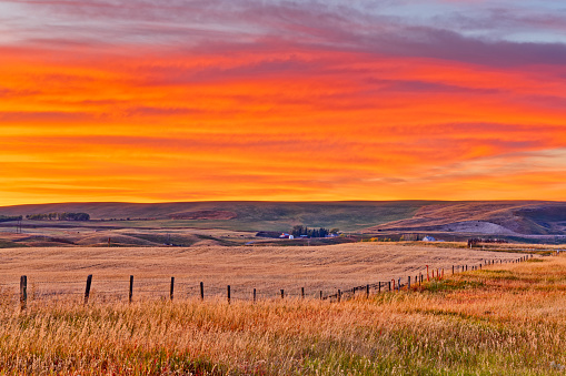 Sunset in wheat field in rural Alberta, Canada