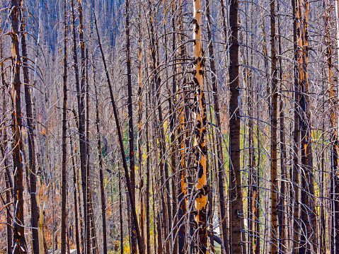 Forest views after a wildfire in Waterton National Park in Alberta Canada