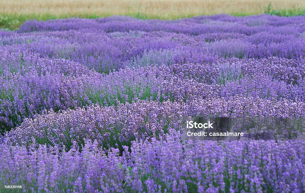 Linhas de lavanda - Foto de stock de Agricultura royalty-free