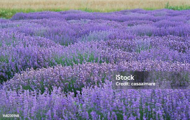 Foto de Linhas De Lavanda e mais fotos de stock de Agricultura - Agricultura, Botânica - Assunto, Canteiro de Flores