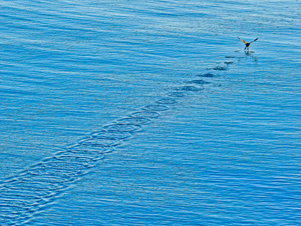 istock Birds on the  British Columbia coast 1482301580