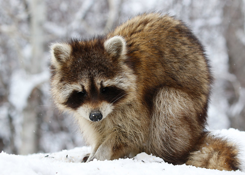 Raccoon snow wildlife Colorado mammal fuzzy