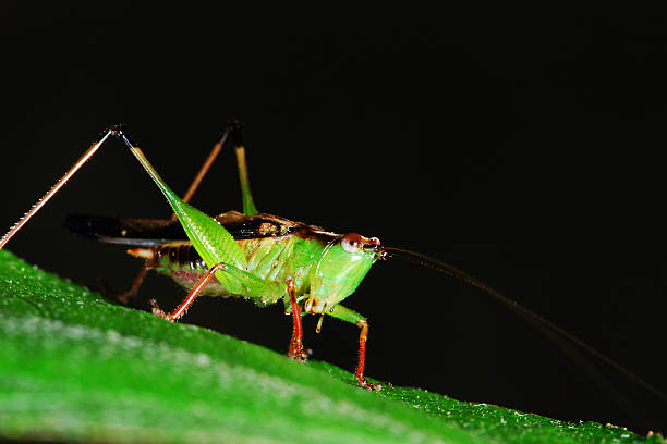 Conocephalus japonicus stock photo