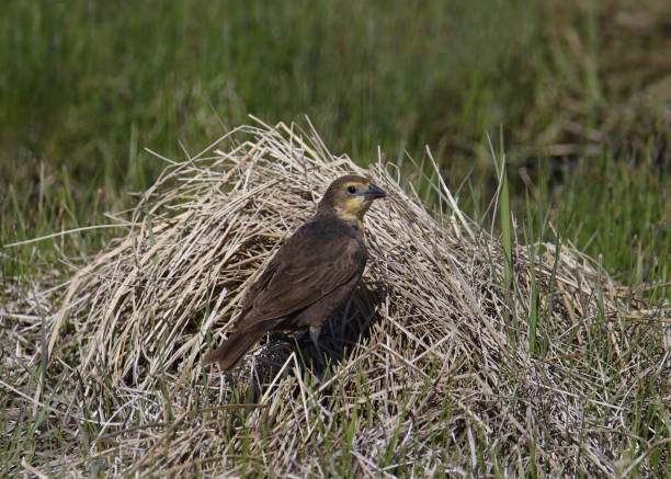 istock Yellow-headed Blackbird (female) (xanthocephalus xanthocephalus) perched in a tufted of dry grass 1482304941