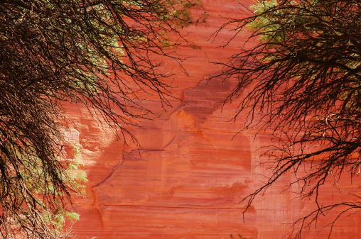 red wall of rock between tree