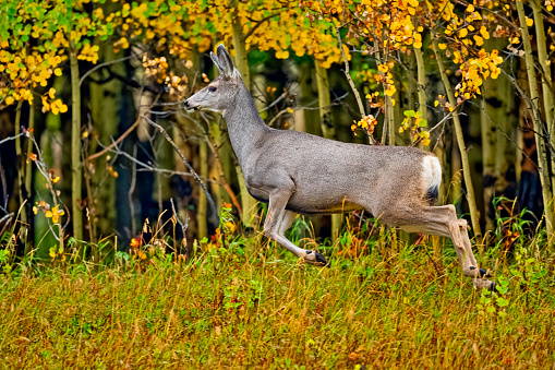 Deer in a forest near Waterton National Park in rural Alberta, Canada