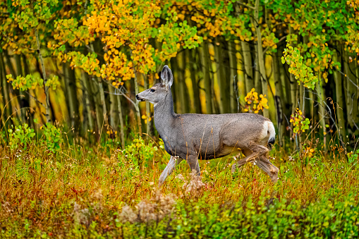 Deer in a forest near Waterton National Park in rural Alberta, Canada