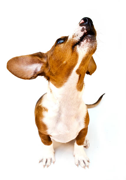 Sweet Dachshund ( teckel ) dog sitting on a white background