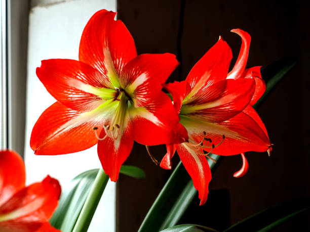 istock big red delicate beautiful amaryllis flower, macro 1482309166