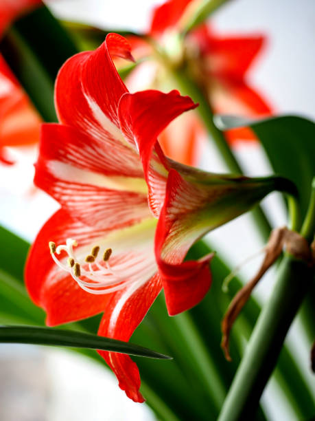 istock big red delicate beautiful amaryllis flower, macro 1482309614
