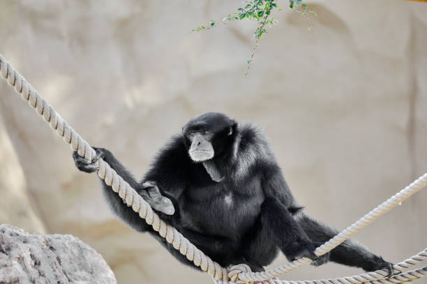 A Siamang Gibbon sitting on a Rope
