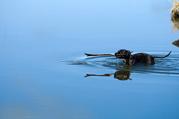 Playing Fetch stock photo