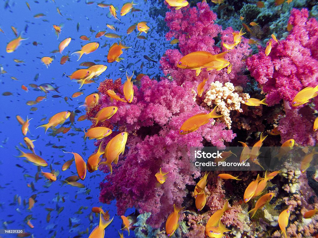 Colorful underwater picture of a coral reef, with goldfish Reddish soft coral with Anthias fish colony Coral - Cnidarian Stock Photo