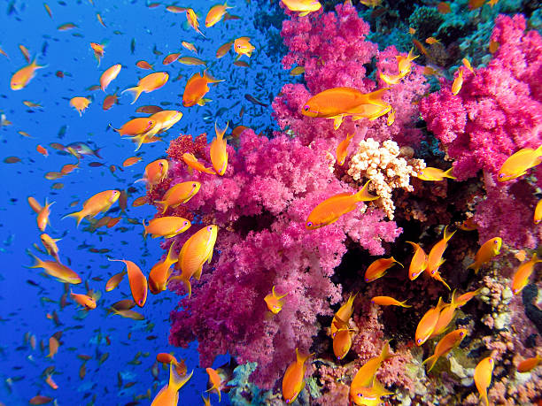 Colorful underwater picture of a coral reef, with goldfish Reddish soft coral with Anthias fish colony school of fish photos stock pictures, royalty-free photos & images