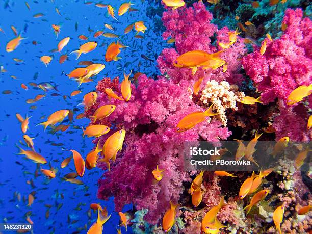 Colorful Underwater Picture Of A Coral Reef With Goldfish Stock Photo - Download Image Now
