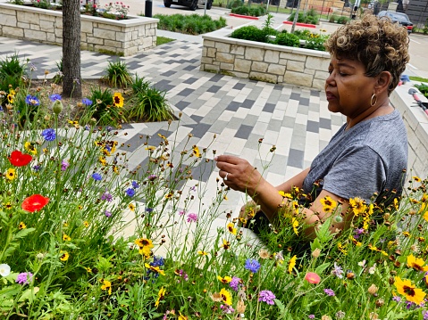 Black Female Senior Citizen Examining Flowers and Plants In Community Garden