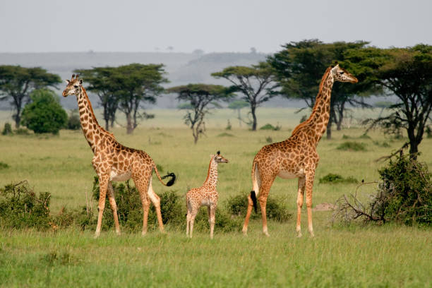 Three giraffes, parents and kid