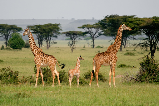 Giraffes fighting over the young giraffe