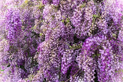 Purple and white Wisteria flowering plant, closeup in full bloom