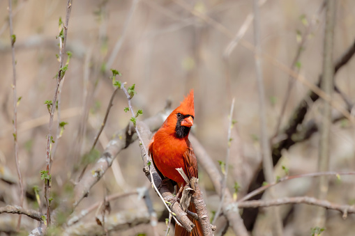 The northern cardinal (Cardinalis cardinalis). Male in spring  sitting on a branch tree