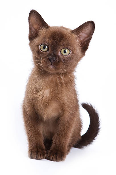 Burmese kitten on white background stock photo