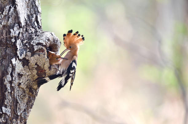 istock Eurasian hoopoe or Common hoopoe 1482317375