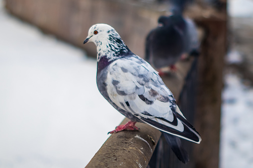 Pigeon in the city close-up