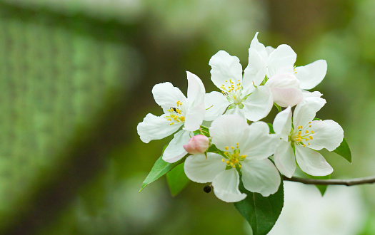 Close-up shot of several white peach blossoms blooming on a tree branch with a blurred background.