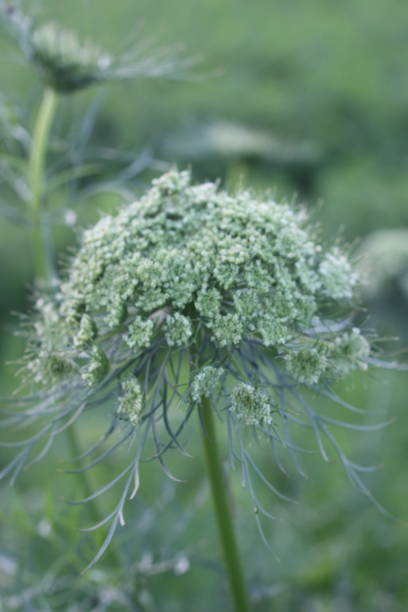 istock Carrot flowers in the garden 1482319061