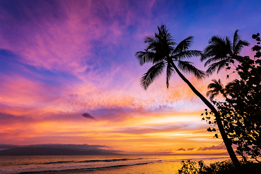 Tropical beach sunset sky with palm trees