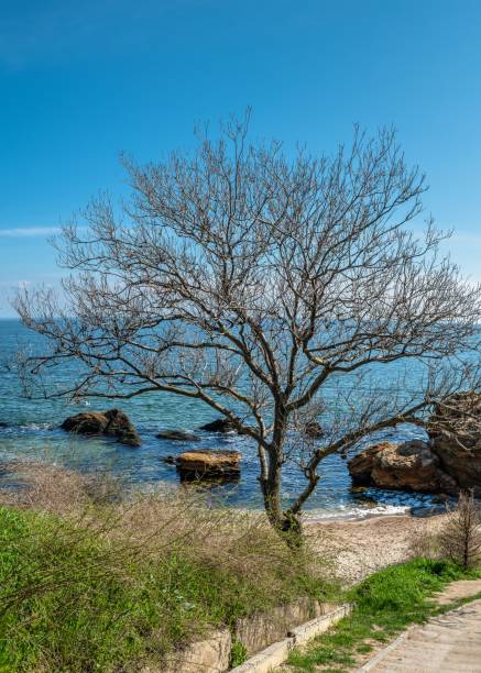 istock Wild Beach in Odessa, Ukraine 1482323151