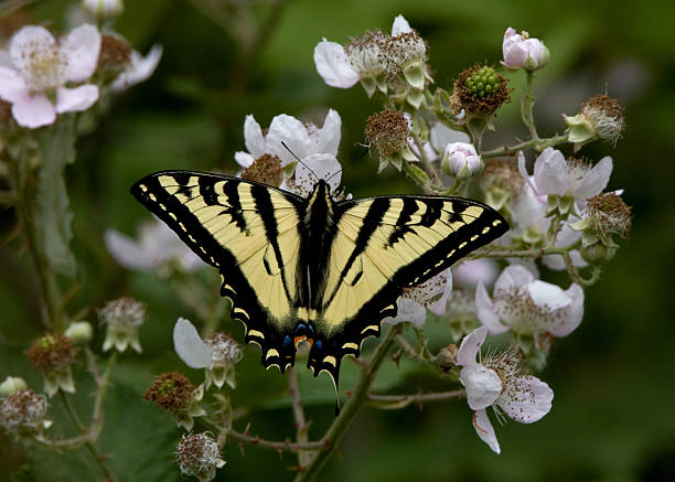 Tiger Swallowtail Butterfly on Flower stock photo