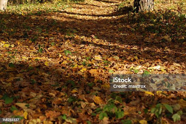 Track Covered By Leafs Stock Photo - Download Image Now - Autumn, Coniferous Tree, Deciduous Tree