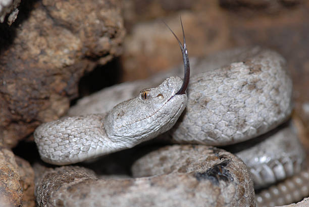 istock New Mexico Ridgenose Rattlesnake 148232412