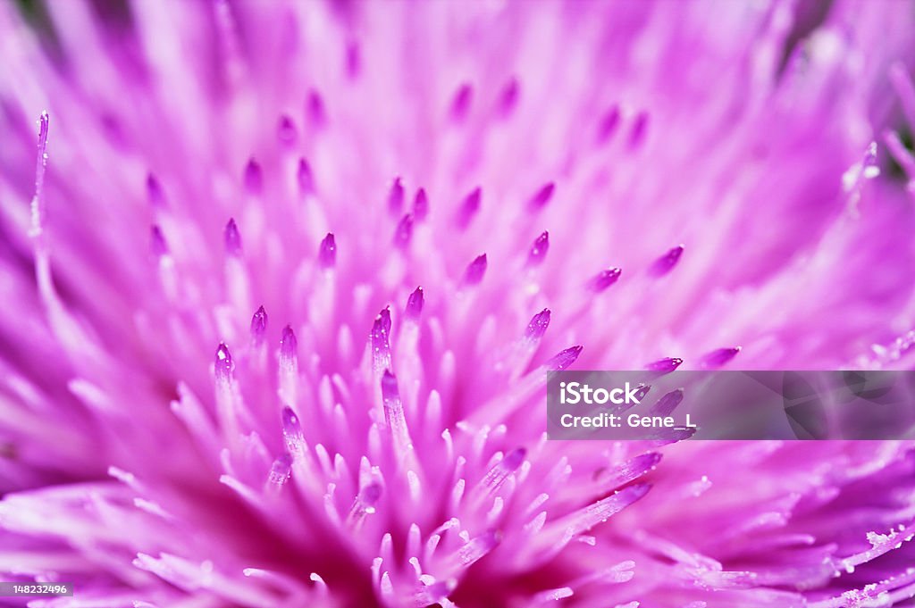 Fiore di Cardo fino chiudere - Foto stock royalty-free di Astratto