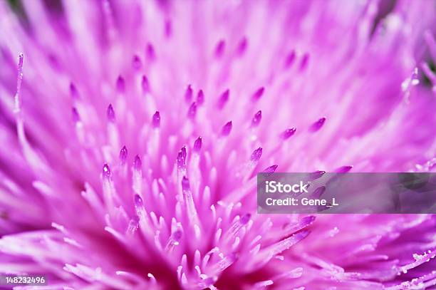 Foto de O Thistle Flor Closeup e mais fotos de stock de Abstrato - Abstrato, Brilhante - Luminosidade, Cardo