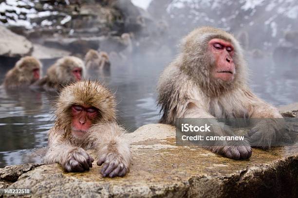 Dois Macacos Dormir - Fotografias de stock e mais imagens de Inverno - Inverno, Japão, Vapor