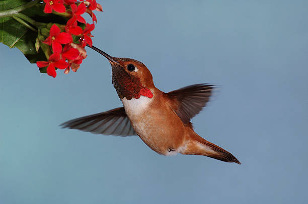 istock Male Rufus Hummingbird 148232548
