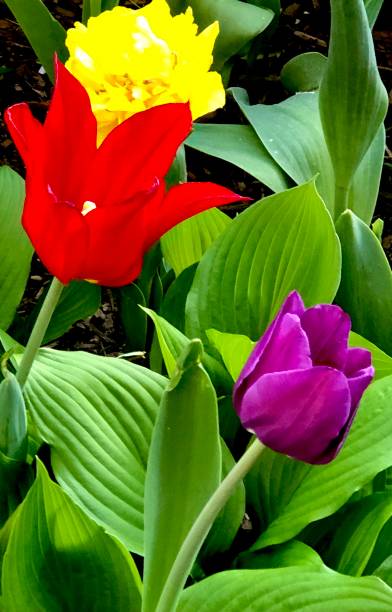 3 튤립 - growth tulip cultivated three objects 뉴스 사진 이미지