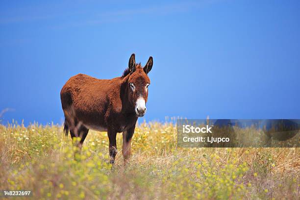 Donkey На Остров Санторини — стоковые фотографии и другие картинки Вертикальный - Вертикальный, Весна, Домашние животные