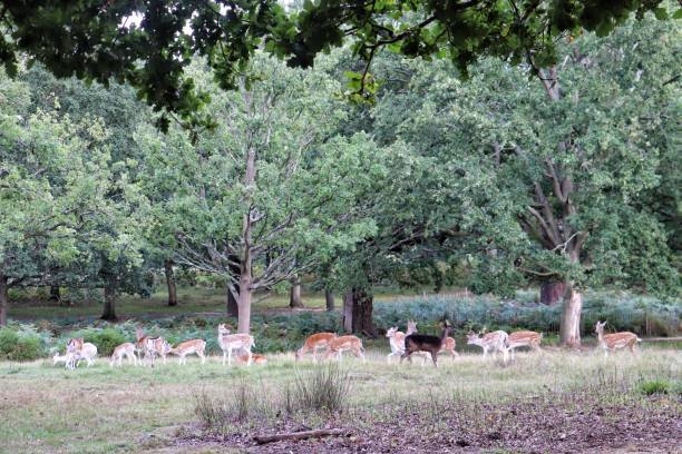 istock Deers at Richmond park, London 1482327350
