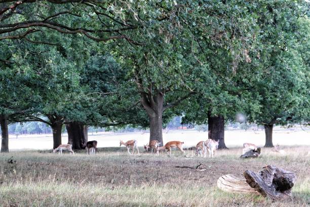 istock Deers at Richmond park, London 1482327461