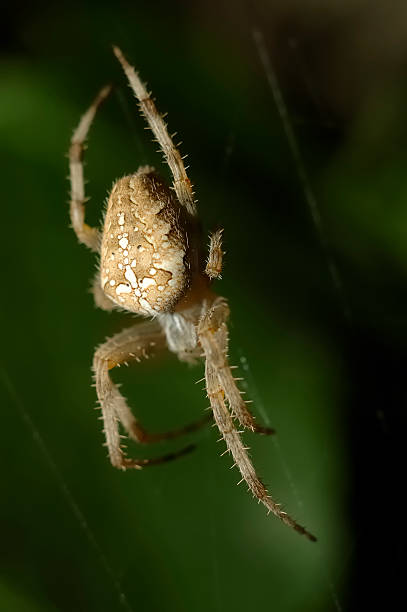 istock spider arachnid - araneus diadematus 148232788