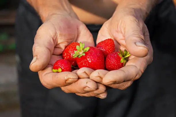 Photo of elderly male farmer harvests ripe strawberries. handful of berries in his hands. Hands of farmer picking strawberries in close-up.