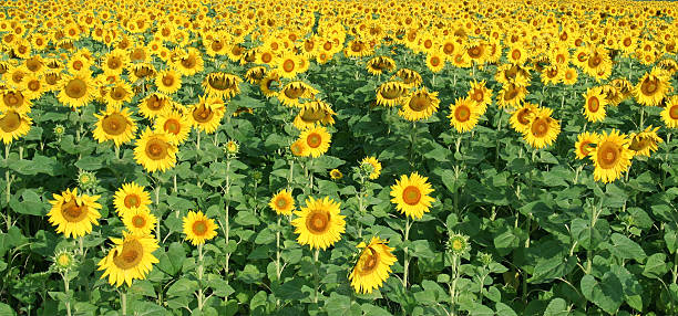 sunflowers stock photo