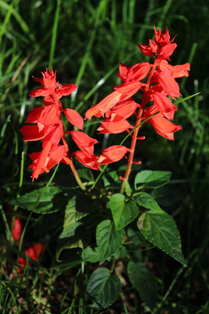 Scarlet Sage ornamental red petaled flower