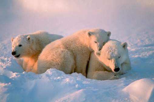 polar bear with her cubs resting on Arctic snowdrift